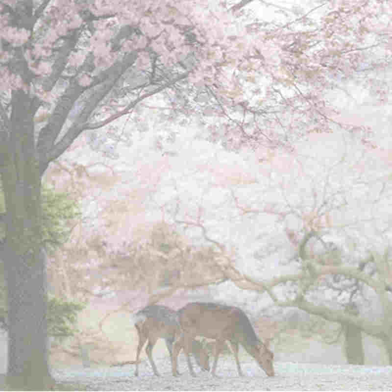 أعاصير تسبب اليابان \ الشهير أزهار الكرز تتفتح مبكرا
